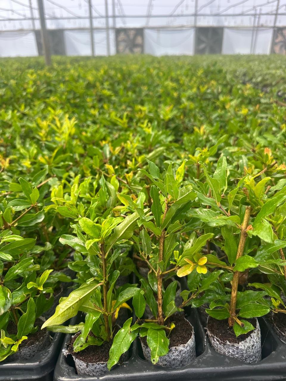 Pomegranate Crops